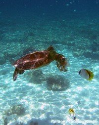 Green turtle eating a jellyfish Green turtle eating a jellyfish