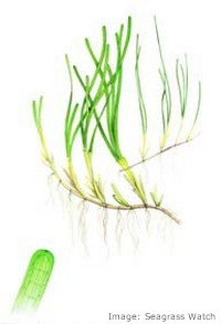Zostera-Capricorni Zostera-Capricorni