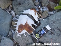 Dead turtle Dead turtle