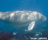 Dugong