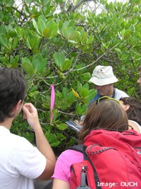 Learning about Mangroves