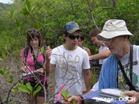 Learning about Mangroves