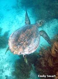 Although in life they can be covered in algae, Hawksbill turtles have beautifully coloured scales, or scutes, on their shells Although in life they can be covered in algae, Hawksbill turtles have beautifully coloured scales, or scutes, on their shells