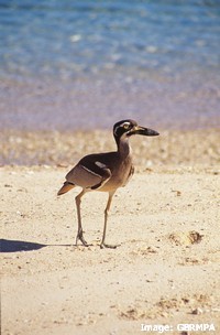 Beach stone curlews feed on animals that live in seagrass meadows