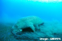 Dugongs feed on the whole seagrass plant, digging up the rhizome and leaving winding feeding trails