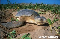 Flatback turtles feed on animals that live in seagrass habitats
