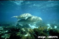 Dugong and Calf