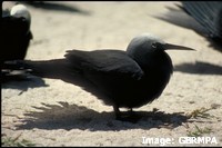 Noddy tern