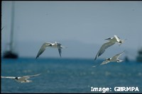 Terns feed along the edge of the fringing reef Terns feed along the edge of the fringing reef