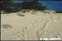 Green Turtle tracks: parallel flipper marks Green Turtle tracks: parallel flipper marks