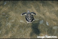 Flatback turtle hatchling