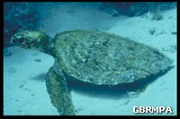 Like other sea turtles, Hawksbills can rest for long periods underwater without surfacing Like other sea turtles, Hawksbills can rest for long periods underwater without surfacing