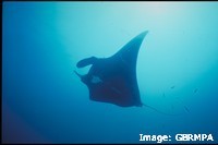 Manta rays follow plankton-rich patches of water and feed near the surface