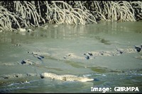 'Saltwater'or estuarine crocodiles (Crocodylus porosus) live in mangroves