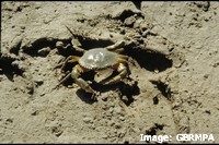 Mud crabs (Scylla serrata) depend on mangrove food chains