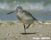 Migratory shorebirds depend on mangroves for food and shelter