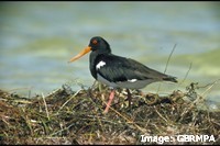 Pied Oystercatcher