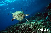 Australia now has what is thought to be the last remaining large nesting population of Hawksbill turtles in the world Australia now has what is thought to be the last remaining large nesting population of Hawksbill turtles in the world