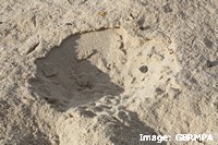 Turtle nest