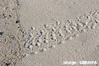 Turtle hatchling tracks