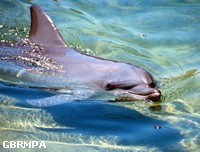 Dolphins range across the open water in search of food