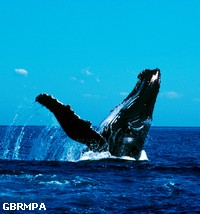 For Humpback whales, there are special areas for breeding and calving