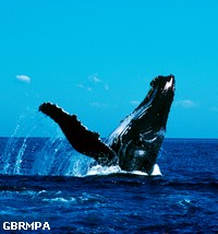 For Humpback whales, there are
special areas for breeding and calving For Humpback whales, there are special areas for breeding and calving