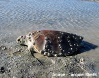 Green turtles graze and sometimes bask on seagrass meadows