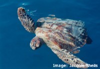 Turtles often bask on the surface as they travel