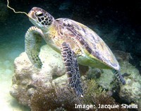Green Sea Turtle Green Sea Turtle
