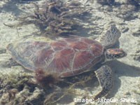 Green Sea Turtle Green Sea Turtle