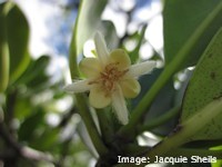Mangrove Flower