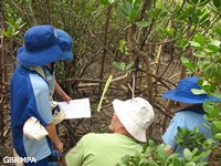 Learning about mangroves