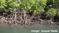 Red Mangroves stabilise the banks of Repulse Creek