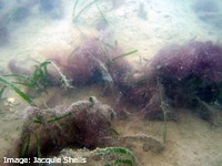Algal blooms due to poor water quality can smother seagrass Algal blooms due to poor water quality can smother seagrass