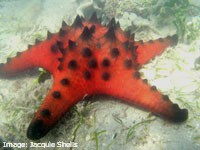 Red Horned Sea Star (Protoreaster nodosus) in a seagrass meadow, Gloucester Passage Red Horned Sea Star (Protoreaster nodosus)in a seagrass meadow, Gloucester Passage
