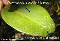 Salt glands on the leaves allow mangroves to get rid of excess salt