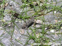 Seagrass habitats are home to a diversity of small animals