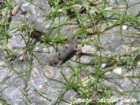 Seagrass habitats are home to a diversity of small animals Seagrass habitats are home to a diversity of small animals