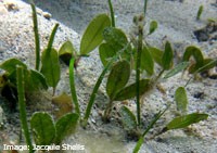 Seagrass Seagrass