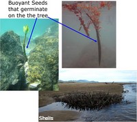 Many mangrove seeds germinate on the tree, are waterproof and buoyant