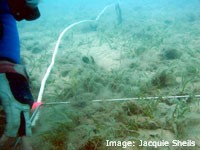 Monitoring the health of seagrass Monitoring the health of seagrass