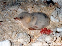 Tern chicks rely on their camouflage to survive