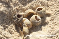 Sea Turtle Eggs Sea Turtle Eggs